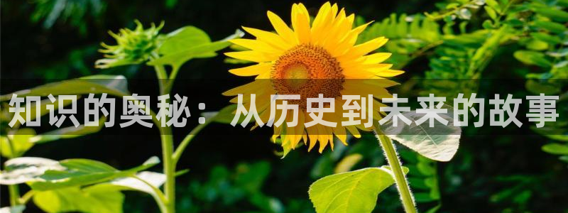 鸠摩搜书官网下载