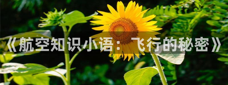 鸠摩搜书索
